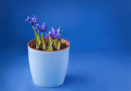Blossoming  Iridodictyum  in a blue pot on a dark blue backgroundの写真素材