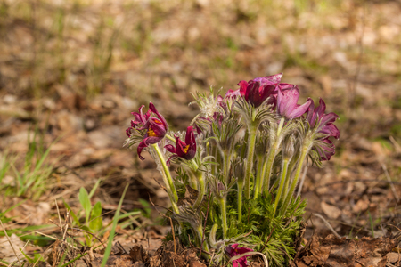 Bunch of blossoming beautiful purple Pulsatilla patens in the spring forestの写真素材