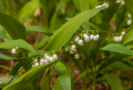 Flowering of lilies of the valley on a glade in the forest in the spring