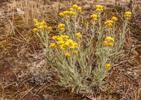 Helichrysum arenarium is also known as dwarf everlast, and as immortelle.の写真素材