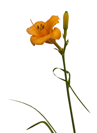 Yellow-orange Daylily (hemerocallis) with drops of water on a white background isolated.の写真素材