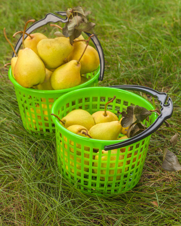 Plastic baskets with yellow pears on the grassの写真素材