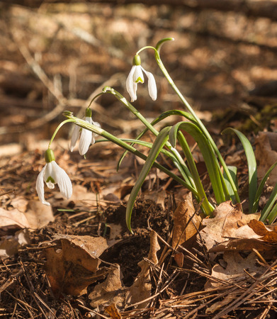White Galanthus (snowdrops)  in the forest  in spring dayの写真素材