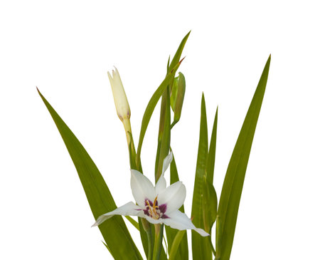acidanthera bicolor white flower isolated on white backgroundの写真素材