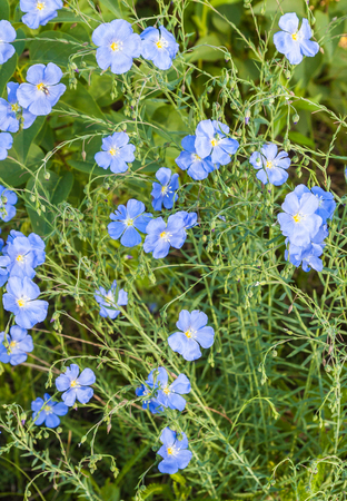 Flower bed with blue decorative linen (Linum perenne)の写真素材