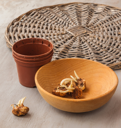 Crocus bulbs  next to pots for forced crocuses in winter.の写真素材