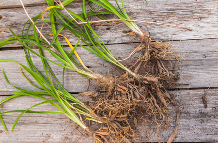 Parts of a daylily bush (young plants) on a wooden backgroundの写真素材