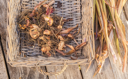 Gladiolus bulbs in basket on a wooden table after the end of the growing seasonの写真素材