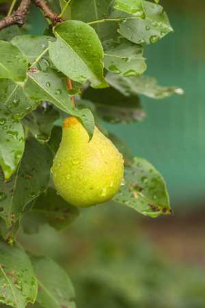 Ripe yellow pear on a branch on a blurry background of foliageの写真素材