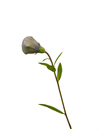 Balloon flowers (Platycodon grandiflorus) isolated on white backgroundの写真素材