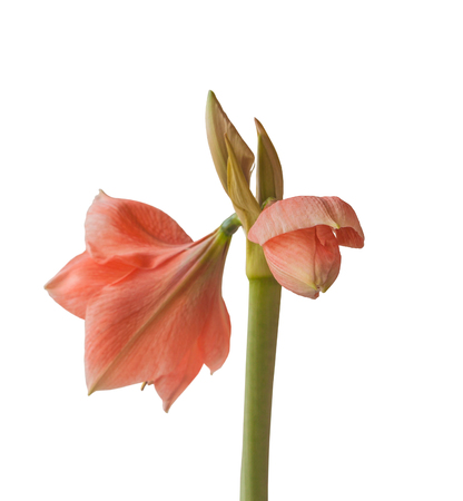 Pink Hippeastrum  Rilona in bud on a white background isolationの写真素材