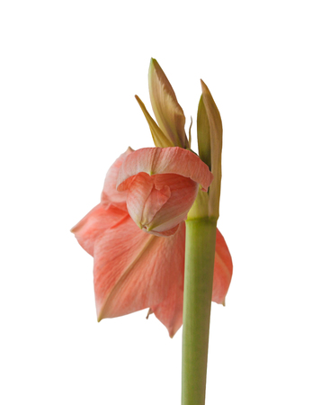 Pink Hippeastrum  Rilona in bud on a white background isolationの写真素材