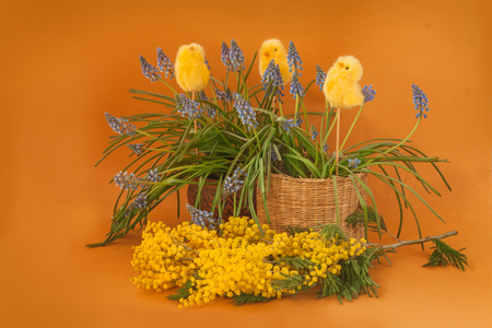 Blooming Muscari, mimosa and Chickens-Stickers  on a mustard background. The concept of the beginning of the garden seasonの写真素材