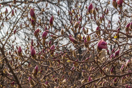 Blooming pink Magnolia soulangeana flowers on sunny day. Selective focusの写真素材