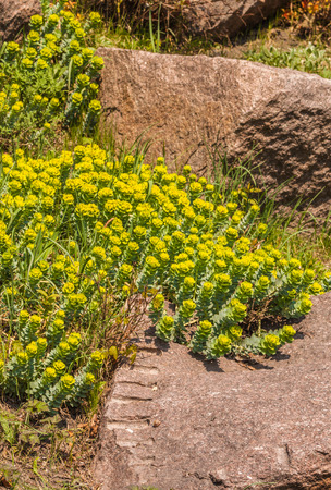 Rockery with Euphorbia myrsinites in the garden in springの写真素材