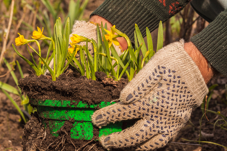 The hands of the gardener in gloves holding a basket with blooming Narcissus "Tet-a-tet"の写真素材