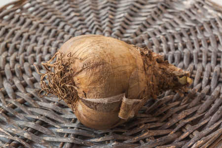 Bulb Amaryllis Belladonna in a rest period in the basket.の写真素材