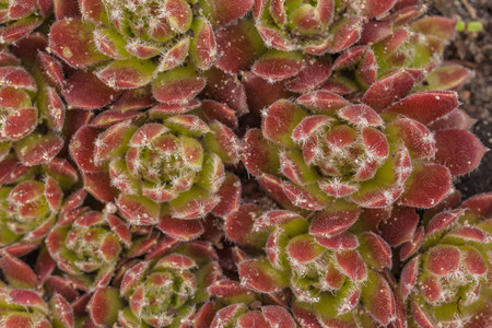 Red and green succulent sempervivum  plant in flat layの写真素材