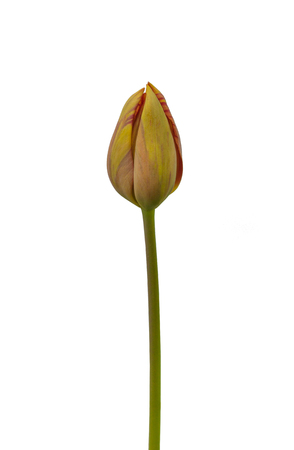 One tulip with yellow and red stripes Rembrandt Group "Saskia" on a bed on a white background isolatedの写真素材