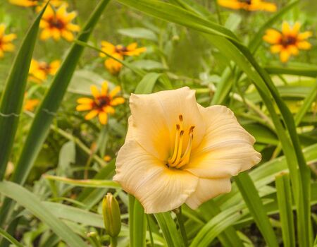 Flowering miniature hemerocallis Longfields Pearl  on yellow flowers of rudbeckia backgroundの写真素材