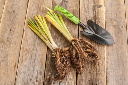 Division of hemerocallis and shovel on wooden table in a gardenの写真素材