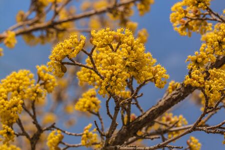 Blooming dogwood against the sky on a sunny dayの写真素材