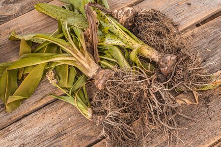 Flower of variegated pineapple lily (Eucomis) at the end of the growing season on a wooden tableの写真素材