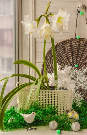 Blooming Hippeastrum "Christmas Gift" on the windowsill on Christmas Eveの写真素材