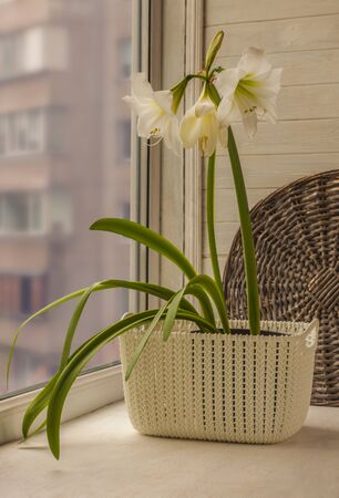 White hippeastrum (amaryllis) flower in a white basket on the background of a windowの写真素材