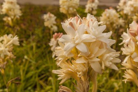 Agave amica, formerly Polianthes tuberosa, the tuberose, is a perennial plant in the family Asparagaceae, subfamily Agavoideae, extracts of which are used as a note in perfumery.の写真素材