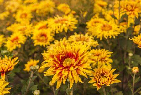 Chrysanthemum x koreanum, synonymous Chrysanthemum x hortorum Bailey "Two colors"   breeding of the National Botanical Gardenの写真素材