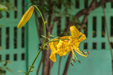 Branch of  yellow tiger lily "Citronella" Asian hybrids with buds and a blossoming flower near the fence, in the gardenの写真素材