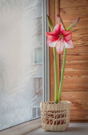 Striped white-red hippeastrum (amaryllis) large-flowering (Midi) Charisma in a white basket on a window with frosty patternsの写真素材