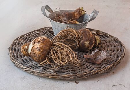 Bulbous tubers Hippeastrum (amaryllis) with roots on a basket before plantの写真素材