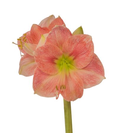 Large-flowered variety Galaxy Group of hippeastrum (amaryllis) with simple flowers of pale pink color on a white background isolated.の写真素材
