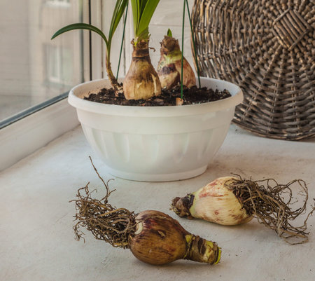 Bulbs of hippeastrum (amaryllis) Papillio or Butterfly Amaryllis before planting and a growing...