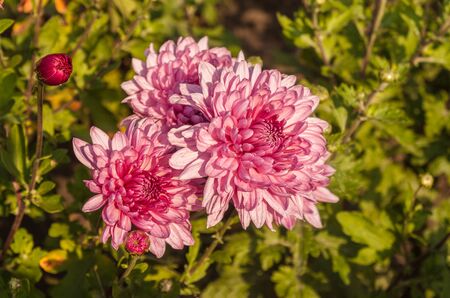Chrysanthemum x koreanum, synonymous Chrysanthemum x hortorum Bailey Chrysanthemum garden "Yaroslavna"of the National Botanicの写真素材
