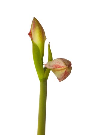 Blooming  Amaryllis Hippeastrum   Galaxy Group    "Minerva"   on  white background isolatedの写真素材