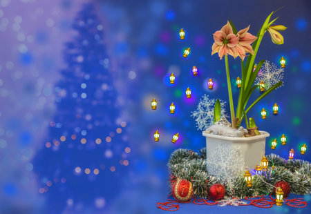 Blooming  Amaryllis Hippeastrum   Butterfly Group   Exsotic star   on  Christmas background