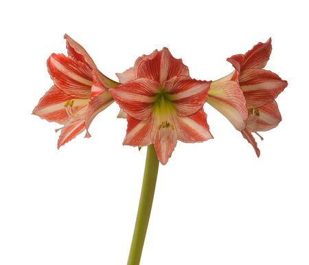 Blooming  Hippeastrum (Amaryllis ) Diamond Group "Fairytale"  on  white background isolatedの写真素材