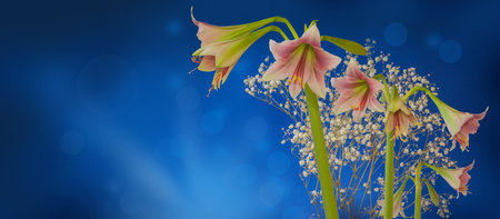 Flower Hippeastrum (amarillis) green and pink  Trumpet  group "Misty" on a dark blue background. Beauty spring flowers art design.の写真素材
