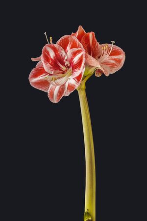 Blooming Hippeastrum (amaryllis) Popov Galaxy Group  on a black backgroundの写真素材