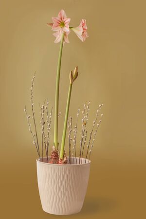 Blooming Large-flowering  (Midi) Hippeastrum (amarillis)  Fairytale and sprigs of willow in a gold backgroundの写真素材