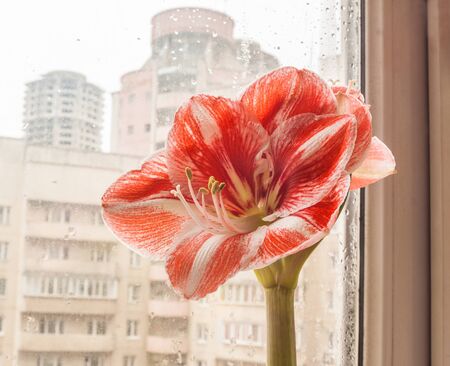 Blooming Hippeastrum (amaryllis) "Popov" Galaxy Group, on  the windowsill in the rainの写真素材