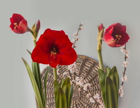 Burgundy red hippeastrum (amaryllis) with flowering apricot branches on a gray backgroundの写真素材
