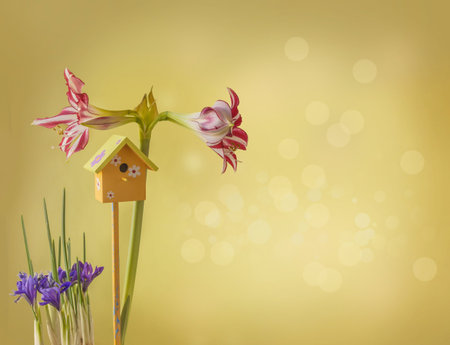 Flower striped Hippeastrum (amarillis) white and red-violet  Trumpet  group "Santiago" and Iridodictyum on a gold background. Easter greetings. Mass productionの写真素材