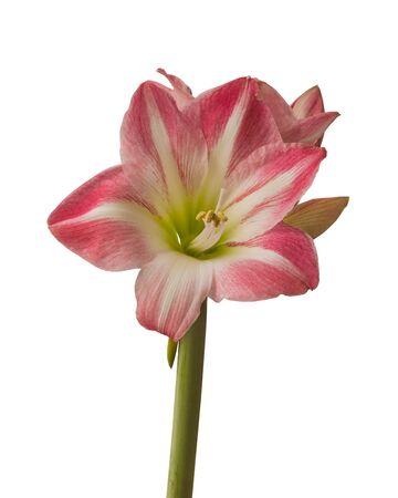 Close up of   emerging bud of Hippeastrum (amaryllis) Large-flowering "Exposure"   on white background isolatedの写真素材