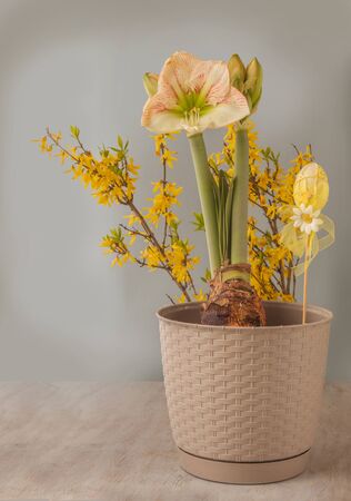 Concept of spring - blooming hippeastrum (amaryllis) "Princes Claire" next to  decorative easter egg (mass production) on background of flowering Forsythia branches.の写真素材