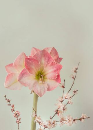Flower pink and white Hippeastrum (amaryllis) Galaxy Group "Caprice" and flowering apricot branches on a grey backgroundの写真素材