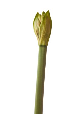 Close up of   emerging bud of Amaryllis (Hippeastrum) Galaxy Group  "Rilona" on  white background isolatedの写真素材